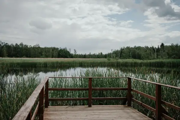 Holzsteg am Ufer eines ruhigen Sees mit Schilf, umgeben von Wald. Ein friedlicher Ort in den **Sümpfen Tschechiens**.