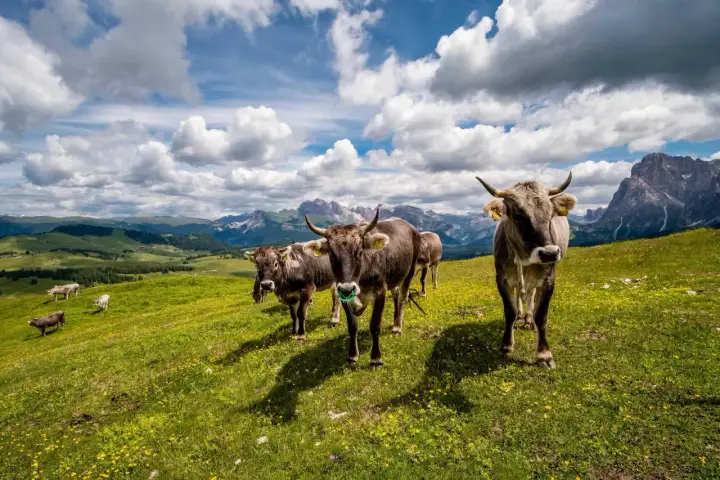 Kühe auf einer blühenden Alm mit Bergpanorama. Hier ist, was ist eine Alm: ein idyllischer Ort für Weidetiere.